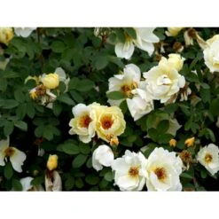 Klitrose Rosa Pimpinellifolia Barrods,- 1 års (1/0) 30-60 Cm. -Osmoz Naturens Butik mi2201 rosa pimpinellifolia 1208