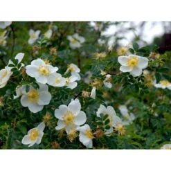 Klitrose Rosa Pimpinellifolia Barrods,- 1 års (1/0) 30-60 Cm.