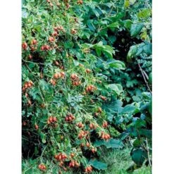 Æblerose Rosa Rubiginosa Barrods,- 1 års (1/0) 30-50 Cm. -Osmoz Naturens Butik mi2220 rosa rubiginosa ca14