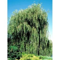 Guldhængepil Salix Alba 'Tristis' Heister 175-200 Cm. Med Potte -Osmoz Naturens Butik mi2270 salix alba sepulcralis chrysocoma 64f1