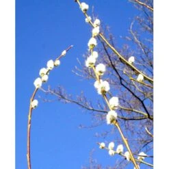 Seljepil Salix Caprea Barrods,- 1 års (0/1) Nedklippet Til 50 Cm.