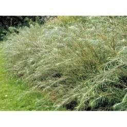 Rosmarinpil Salix Repens 'Rosmarinifolia' Potte 7,5 Liter 80-100 Cm. -Osmoz Naturens Butik mi2292 salix rosmarinifolia 12d3