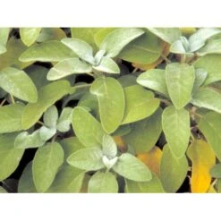 Osmo Lægesalvie Salvia Officinalis L. Pose Med Frø Eller Løg, 5 -Osmoz Naturens Butik mi2299 salvia officinalis 8cde