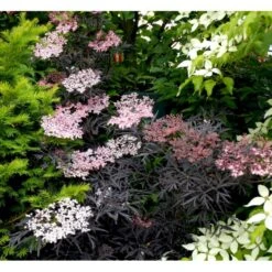 Hyld 'Black Lace' Sambucus Nigra 'Black Lace' 5 Liter Potte 11 Hyld 'Black Lace' Sambucus Nigra 'Black Lace' 5 Liter Potte -Osmoz Naturens Butik mi2319 sambucus nigra black lace 1165