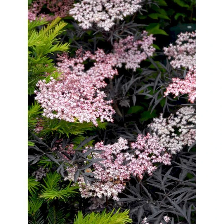 Hyld 'Black Lace' Sambucus Nigra 'Black Lace' 5 Liter Potte 6 Hyld 'Black Lace' Sambucus Nigra 'Black Lace' 5 Liter Potte - Billede 4