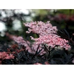 Hyld 'Black Lace' Sambucus Nigra 'Black Lace' 5 Liter Potte 9 Hyld 'Black Lace' Sambucus Nigra 'Black Lace' 5 Liter Potte -Osmoz Naturens Butik mi2319 sambucus nigra black lace ff7e