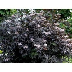 Hyld 'Black Beauty' (R) Sambucus Nigra 'Black Beauty' (r) 3,5 Liter Potte -Osmoz Naturens Butik mi2321 sambucus nigra black beauty 575f