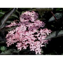 Hyld 'Black Beauty' (R) Sambucus Nigra 'Black Beauty' (r) 3,5 Liter Potte -Osmoz Naturens Butik mi2321 sambucus nigra black beauty 8f4f