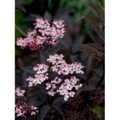 Hyld 'Black Beauty' (R) Sambucus Nigra 'Black Beauty' (r) 3,5 Liter Potte -Osmoz Naturens Butik mi2321 sambucus nigra black beauty a5c9