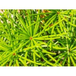 Parasoltræ Sciadopitys Verticillata Potte 3,0 Liter,- 25-30 Cm. -Osmoz Naturens Butik mi2364 sciadopitys verticillata 109b