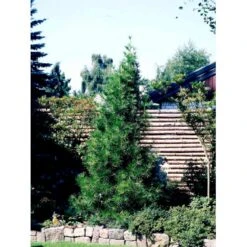 Parasoltræ Sciadopitys Verticillata Potte 3,0 Liter,- 25-30 Cm. -Osmoz Naturens Butik mi2364 sciadopitys verticillata e9b8