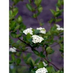 Blommebladet Surbær 'Viking' Aronia Prunifolia 'Viking' Potte 12 Liter,- 60-80 Cm. -Osmoz Naturens Butik mi237 aronia melanocarpa viking 515c