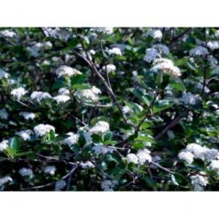 Blommebladet Surbær 'Viking' Aronia Prunifolia 'Viking' Potte 12 Liter,- 60-80 Cm. -Osmoz Naturens Butik mi237 aronia melanocarpa viking abc1