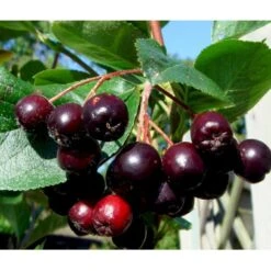 Storfrugtet Surbær 'Aron' Aronia Melanocarpa 'Aron' 5 Liter Potte 7 Storfrugtet Surbær 'Aron' Aronia Melanocarpa 'Aron' 5 Liter Potte -Osmoz Naturens Butik mi238 aronia melanocarpa aron 44f2
