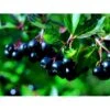 Storfrugtet Surbær 'Aron' Aronia Melanocarpa 'Aron' 5 Liter Potte 1 Storfrugtet Surbær 'Aron' Aronia Melanocarpa 'Aron' 5 Liter Potte -Osmoz Naturens Butik mi238 aronia melanocarpa aron b2cc