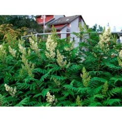 Tusindtop Sorbaria Sorbifolia Solitær Busk 125-150 Cm., Med Klump -Osmoz Naturens Butik mi2410 sorbaria sorbifolia b97f