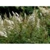 Tusindtop Sorbaria Sorbifolia Solitær Busk 125-150 Cm., Med Klump 2 Tusindtop Sorbaria Sorbifolia Solitær Busk 125-150 Cm., Med Klump -Osmoz Naturens Butik mi2410 sorbaria sorbifolia cb7e