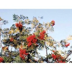 Almindelig Røn Sorbus Aucuparia Potte 7,5 Liter 175-200 Cm. -Osmoz Naturens Butik mi2416 sorbus aucuparia cb04