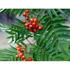 Røn 'Sheerwater Seedling' Sorbus Aucuparia 'Sheerwater Seedling' Potte 10 Liter 200-250 Cm. -Osmoz Naturens Butik mi2422 sorbus aucuparia sheerwater seedling 3292