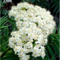 Koreansk Røn 'Dodong' Sorbus Hybrid 'Dodong' Potte 10 Liter 200-250 Cm. 9 Koreansk Røn 'Dodong' Sorbus Hybrid 'Dodong' Potte 10 Liter 200-250 Cm. -Osmoz Naturens Butik mi2424 sorbus dodong e1cd