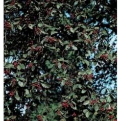 Seljerøn 'Brouwers' Sorbus Intermedia 'Brouwers' Flerstammet,- 150-175 Cm. Med Trådklump -Osmoz Naturens Butik mi2426 sorbus intermedia brouwers b129