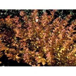 Spiræa Betulifolia Spiraea Betulifolia Barrods,- 2 års (0/2) 15-30 Cm.