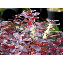 Birkebladet Spiræa 'Thor' Spiraea Betulifolia 'Thor' Potte 2,0 Liter,- 25-30 Cm. -Osmoz Naturens Butik mi2436 spiraea betulifolia tor a2b9