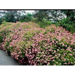 Spiræa 'Little Princess' Spiraea Jap. 'Little Princess' Potte 2,0 Liter,- 25-30 Cm. 13 Spiræa 'Little Princess' Spiraea Jap. 'Little Princess' Potte 2,0 Liter,- 25-30 Cm. -Osmoz Naturens Butik mi2441 spiraea japonica little princess 9776
