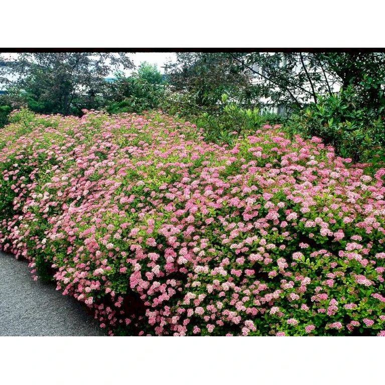 Spiræa 'Little Princess' Spiraea Jap. 'Little Princess' Potte 2,0 Liter,- 25-30 Cm. 8 Spiræa 'Little Princess' Spiraea Jap. 'Little Princess' Potte 2,0 Liter,- 25-30 Cm. - Billede 6