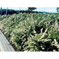 Spiræa 'Snowmound' Spiraea Nipponica 'Snowmound' 5 Liter Potte 7 Spiræa 'Snowmound' Spiraea Nipponica 'Snowmound' 5 Liter Potte -Osmoz Naturens Butik mi2442 spiraea nipponica snowmound 4fe8