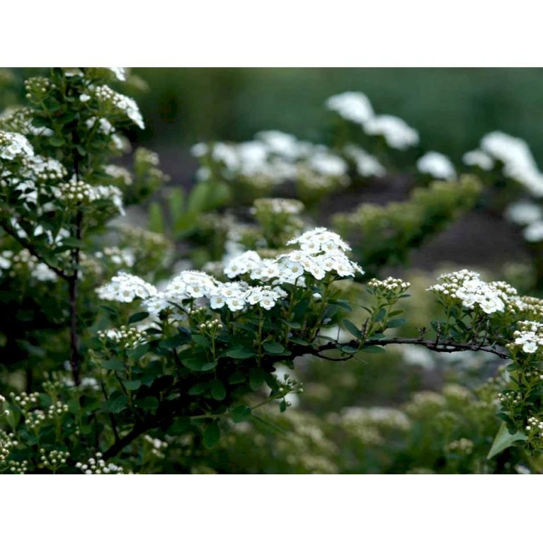 Spiræa 'Snowmound' Spiraea Nipponica 'Snowmound' 5 Liter Potte 3 Spiræa 'Snowmound' Spiraea Nipponica 'Snowmound' 5 Liter Potte
