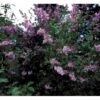 Ungarsk Syren Syringa Josikaea Med Klump,- 100-120 Cm. -Osmoz Naturens Butik mi2456 syringa josikaea d458