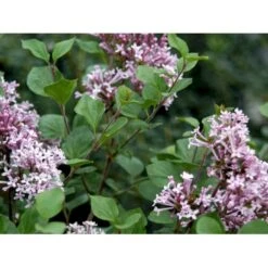 Dværg Syren 'Palibin' Syringa Meyeri 'Palibin' 3 års Kraftig Krone, Opstammet 60 Cm. 7,5 Liter Potte -Osmoz Naturens Butik mi2467 syringa meyeri palibin 6bf1 1