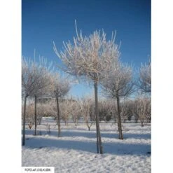 Dværg Syren 'Palibin' Syringa Meyeri 'Palibin' Opstammet 100 Cm. 10 Liter Potte,- 2 års Krone -Osmoz Naturens Butik mi2467 syringa meyeri palibin d8f4