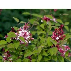 Dværg Syren 'Superba' Syringa Microphylla 'Superba' Med Klump,- 100-120 Cm. -Osmoz Naturens Butik mi2469 syringa microphylla superba 6c48