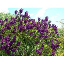 'Andenken An Ludwig Späth' Syringa Vulg. 'Andenken An Ludwig Späth' (storblomstrende) Med Klump,- 150-175 Cm. -Osmoz Naturens Butik mi2499 syringa vulg andenken an ludwig spaeth 9904