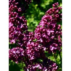 'Andenken An Ludwig Späth' Syringa Vulg. 'Andenken An Ludwig Späth' (storblomstrende) Med Klump,- 150-175 Cm. -Osmoz Naturens Butik mi2499 syringa vulg andenken an ludwig spaeth 9b90