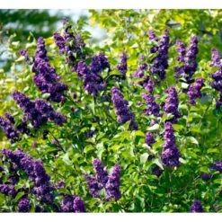 'Andenken An Ludwig Späth' Syringa Vulg. 'Andenken An Ludwig Späth' (storblomstrende) Med Klump,- 150-175 Cm. -Osmoz Naturens Butik mi2499 syringa vulg andenken an ludwig spaeth a75d