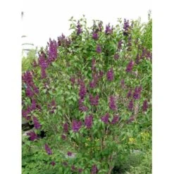 'Andenken An Ludwig Späth' Syringa Vulg. 'Andenken An Ludwig Späth' (storblomstrende) Med Klump,- 150-175 Cm. -Osmoz Naturens Butik mi2499 syringa vulg andenken an ludwig spaeth e26f