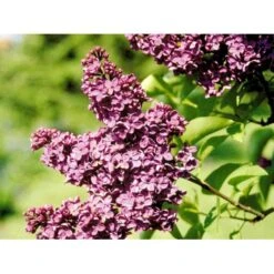 'Andenken An Ludwig Späth' Syringa Vulg. 'Andenken An Ludwig Späth' (storblomstrende) Med Klump,- 150-175 Cm. -Osmoz Naturens Butik mi2499 syringa vulg andenken an ludwig spaeth f776