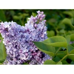 'Katherine Havemeyer' Syringa Vul. 'Katherine Havemeyer' (Storblomstrende) Med Klump,- 150-175 Cm. -Osmoz Naturens Butik mi2501 syringa vulgaris katherine havemeyer 33d7