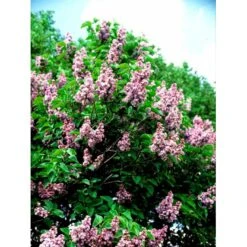 'Katherine Havemeyer' Syringa Vul. 'Katherine Havemeyer' (Storblomstrende) Med Klump,- 150-175 Cm. -Osmoz Naturens Butik mi2501 syringa vulgaris katherine havemeyer 5101