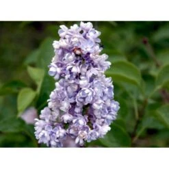 'Katherine Havemeyer' Syringa Vul. 'Katherine Havemeyer' (Storblomstrende) Med Klump,- 150-175 Cm. -Osmoz Naturens Butik mi2501 syringa vulgaris katherine havemeyer acfe