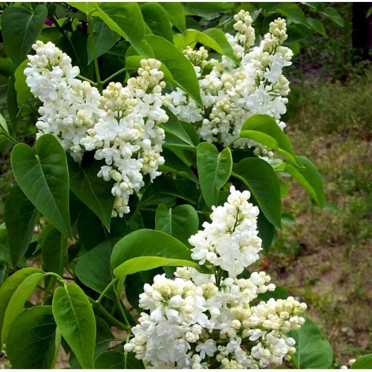 'Mme Lemoine' Syringa Vul, 'Mme. Lemoine' (storblomstrende) Potte 12 Liter,- 80-100 Cm. 8 'Mme Lemoine' Syringa Vul, 'Mme. Lemoine' (storblomstrende) Potte 12 Liter,- 80-100 Cm. - Billede 6