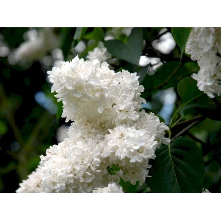'Mme Lemoine' Syringa Vul, 'Mme. Lemoine' (storblomstrende) Potte 12 Liter,- 80-100 Cm. 6 'Mme Lemoine' Syringa Vul, 'Mme. Lemoine' (storblomstrende) Potte 12 Liter,- 80-100 Cm. - Billede 4