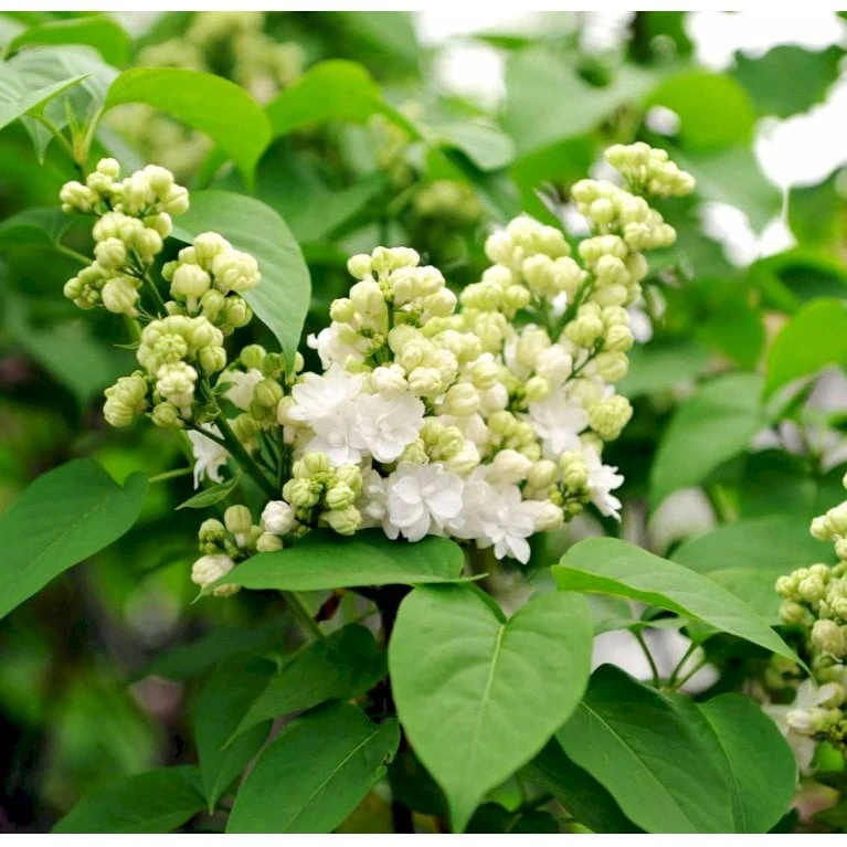 'Mme Lemoine' Syringa Vul, 'Mme. Lemoine' (storblomstrende) Potte 12 Liter,- 80-100 Cm. 9 'Mme Lemoine' Syringa Vul, 'Mme. Lemoine' (storblomstrende) Potte 12 Liter,- 80-100 Cm. - Billede 7