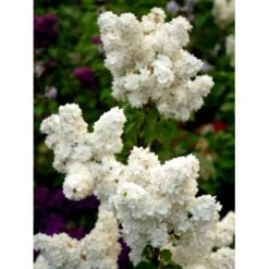 'Mme Lemoine' Syringa Vul, 'Mme. Lemoine' (storblomstrende) Potte 12 Liter,- 80-100 Cm. 13 'Mme Lemoine' Syringa Vul, 'Mme. Lemoine' (storblomstrende) Potte 12 Liter,- 80-100 Cm. -Osmoz Naturens Butik mi2503 syringa vulgaris mme lemoine f935