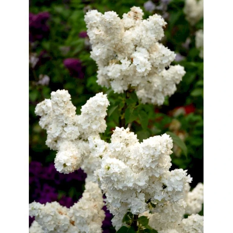 'Mme Lemoine' Syringa Vul, 'Mme. Lemoine' (storblomstrende) Potte 12 Liter,- 80-100 Cm. 7 'Mme Lemoine' Syringa Vul, 'Mme. Lemoine' (storblomstrende) Potte 12 Liter,- 80-100 Cm. - Billede 5