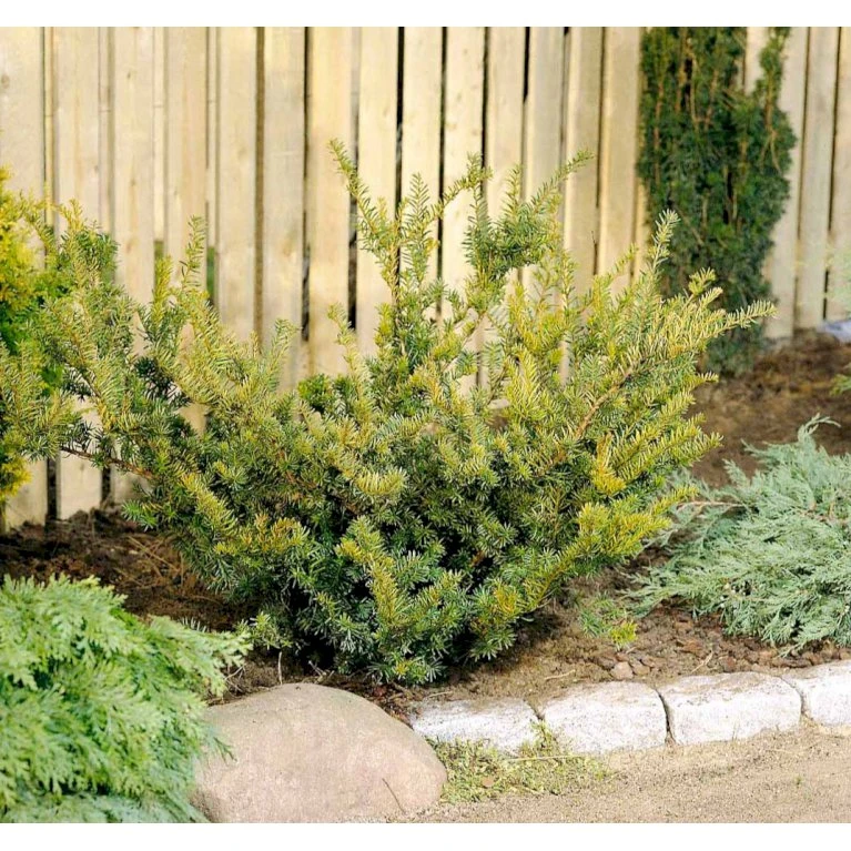 Taks 'Farmen' Taxus Media 'Farmen' Potte 3,0 Liter,- 25-30 Cm. 7 Taks 'Farmen' Taxus Media 'Farmen' Potte 3,0 Liter,- 25-30 Cm. - Billede 5