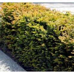 Almindelig Taks Taxus Baccata Potte 3,0 Liter,- 40-60 Cm. -Osmoz Naturens Butik mi2523 taxus baccata 5d1f
